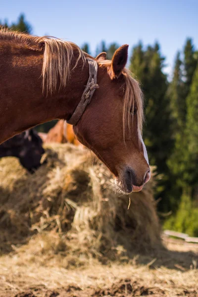 Pferd in wilder Natur — Stockfoto