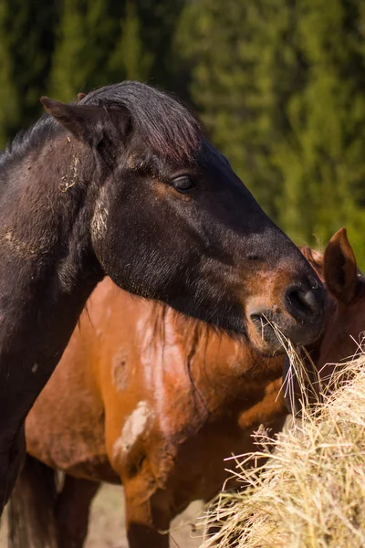 Pferd in wilder Natur — Stockfoto