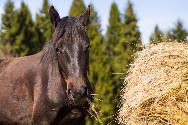 Pferd in wilder Natur — Stockfoto