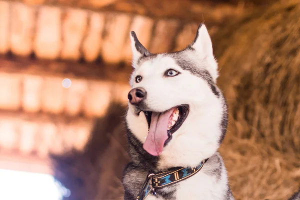 Bonito cão dedicado husky no feno — Fotografia de Stock