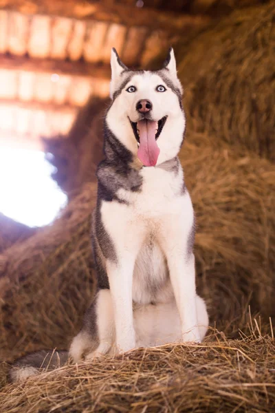 Krásný vyhrazené pes husky na seno — Stock fotografie