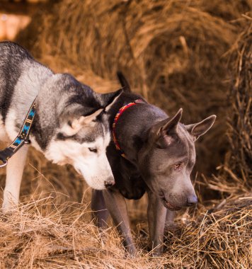 Güzel adanmış köpek hay husky