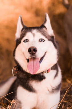 Güzel adanmış köpek hay husky