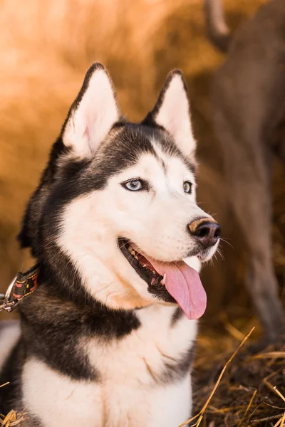 Bonito cão dedicado husky no feno — Fotografia de Stock