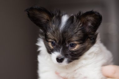 Şirin papillon tricolour köpek yavrusu