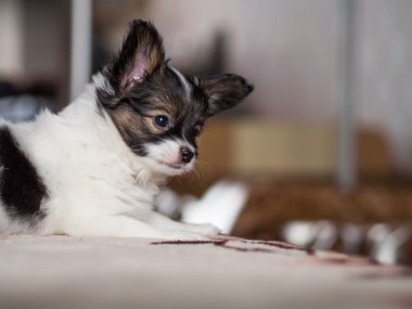 Şirin papillon tricolour köpek yavrusu