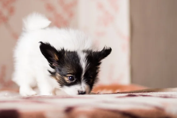 Filhote de cachorro bonito papillon tricolor — Fotografia de Stock