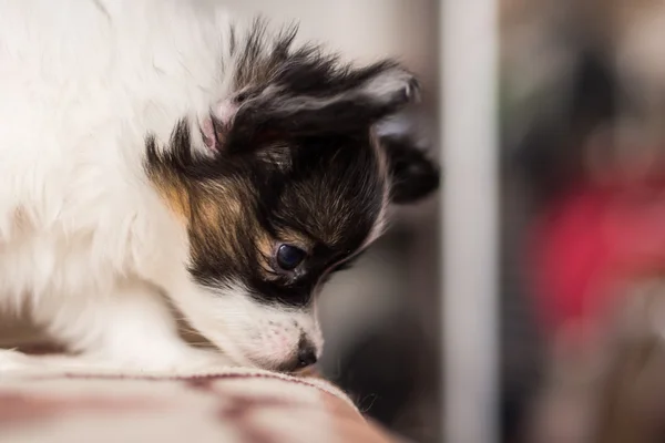 Filhote de cachorro bonito papillon tricolor — Fotografia de Stock