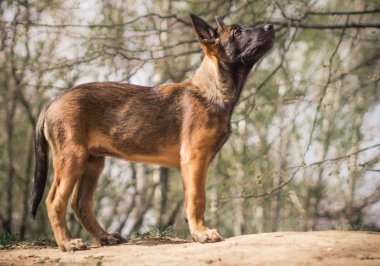 Malinois yavru yaz güneşli Park yürüyüş