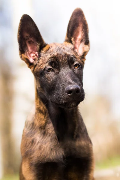 Malinois puppy in summer sunny park on the walk — Stock Photo, Image