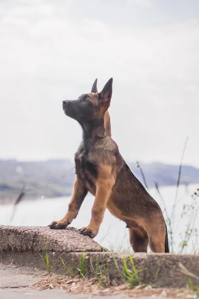 Malinois puppy in summer sunny park on the walk — Stock Photo, Image