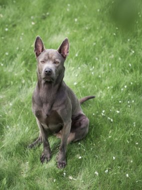Gri yaz Tay ridgeback köpek ormandaki