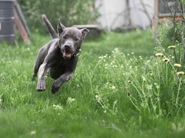 Gri yaz Tay ridgeback köpek ormandaki
