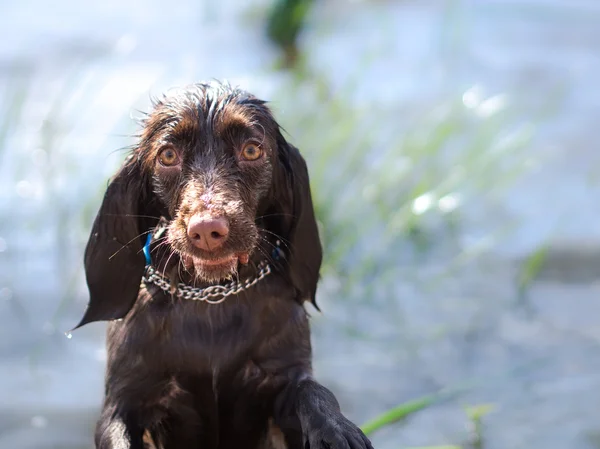 Beautiful chocolate spaniel swimming in summer river — Stock Photo, Image