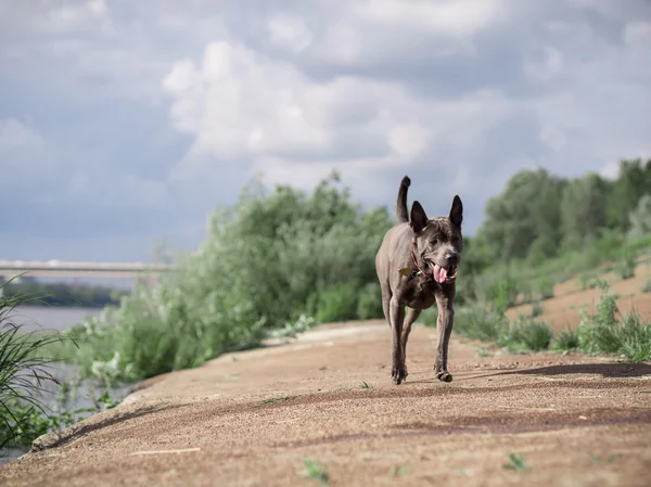 Running big grey dog in summer forest — Stock Photo, Image