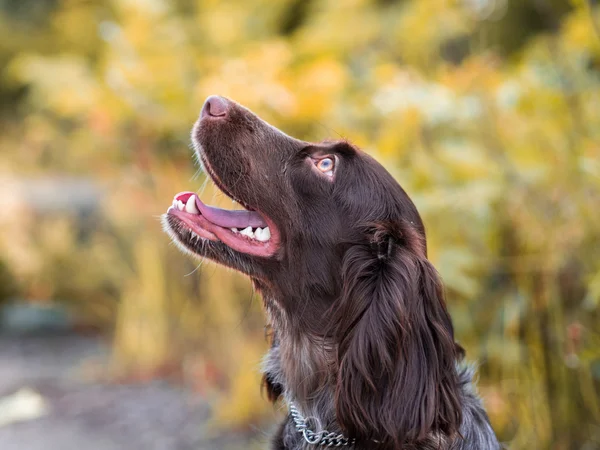 Beautiful chocolate spaniel alone in forest — Stock Photo, Image