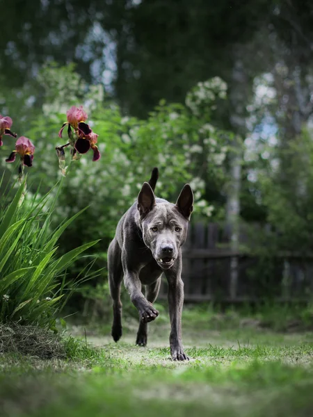 Running big grey dog in summer forest — Stock Photo, Image