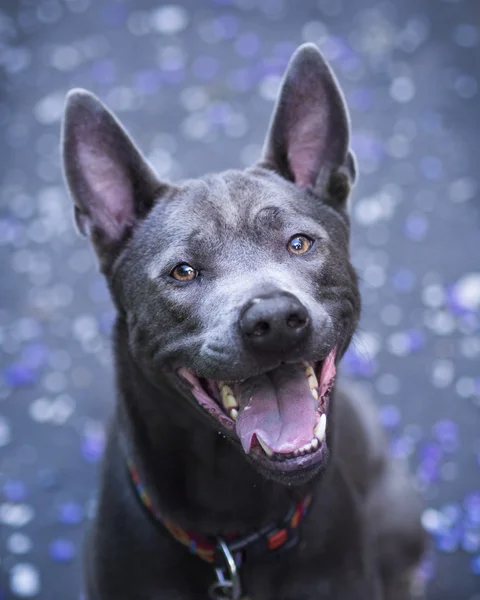 Lycklig hund titta in i kameran — Stockfoto