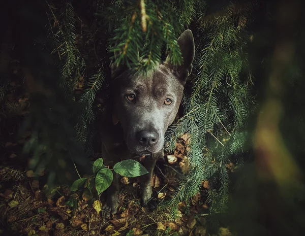 Hermoso perro gris en el bosque — Foto de Stock