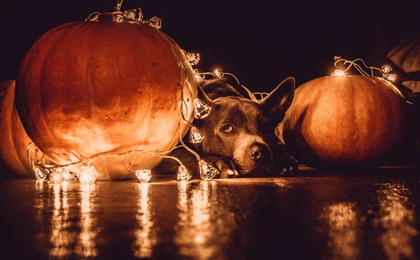 En hund och Halloweenpumpor — Stockfoto