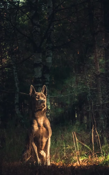 Grijze thai ridgeback hond zit in bos — Stockfoto