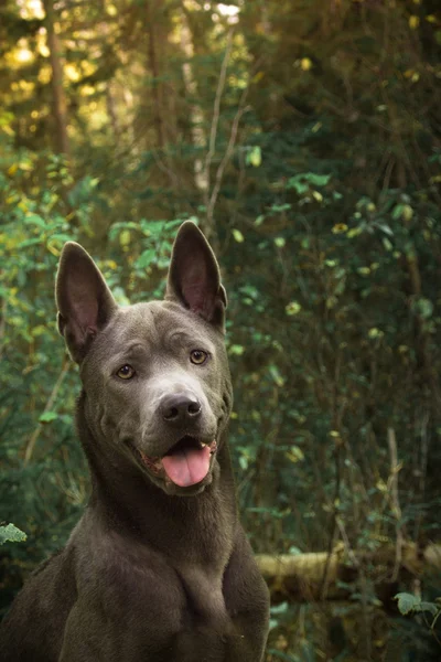 Szary tajski ridgeback pies siedzi w lesie — Zdjęcie stockowe