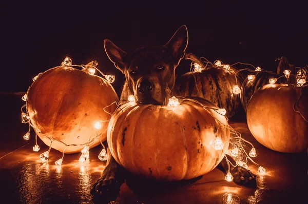 A Dog and Halloween Pumpkins — Stock Photo, Image