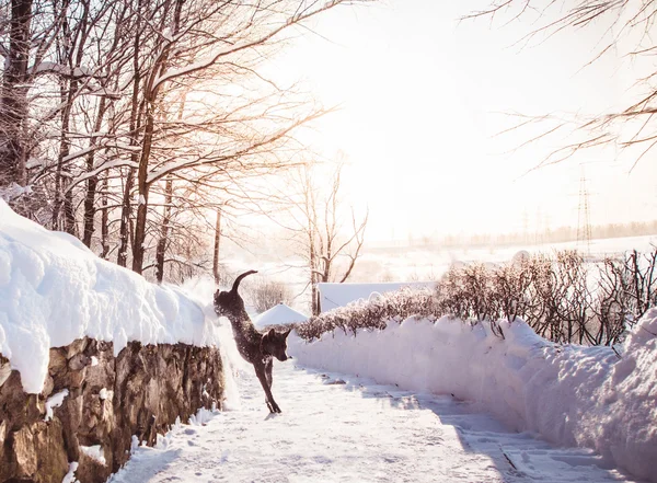 Gri iarna thailandez ridgeback în pădure sălbatică pe drum — Fotografie, imagine de stoc