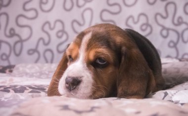 Şirin beagle tricolour köpek yavrusu