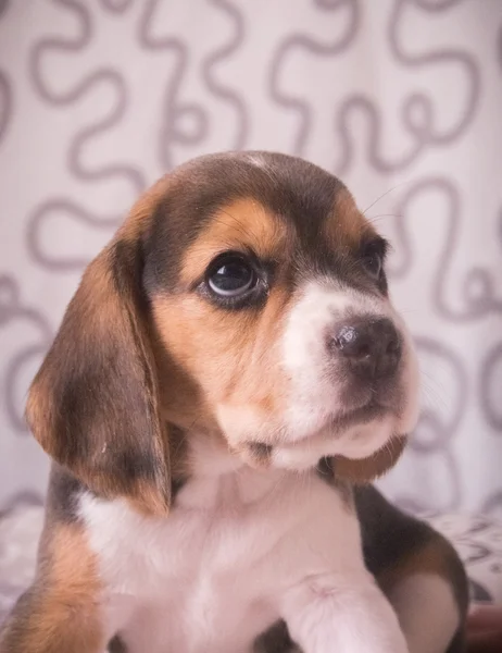 Filhote de cachorro tricolor bonito beagle — Fotografia de Stock