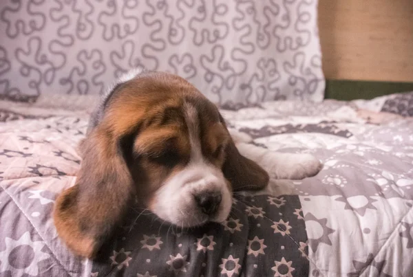 Schattig beagle driekleur pup — Stockfoto