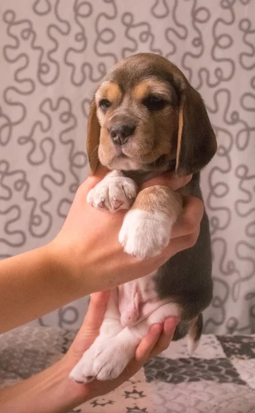 Χαριτωμένο beagle κουτάβι τρίχρωμη σημαία — Φωτογραφία Αρχείου