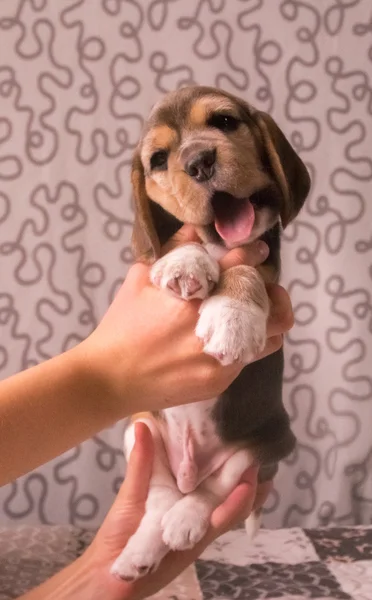 Lindo perrito tricolor beagle —  Fotos de Stock