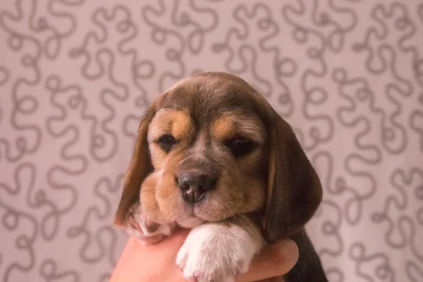 Filhote de cachorro tricolor bonito beagle — Fotografia de Stock