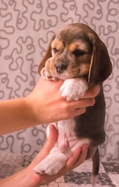 Lindo perrito tricolor beagle —  Fotos de Stock