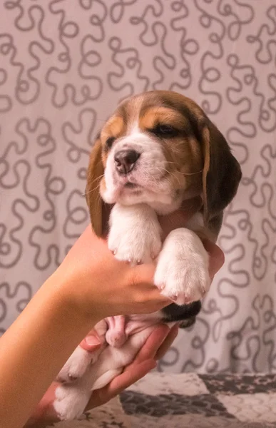 Cute beagle tricolour puppy — Stock Photo, Image