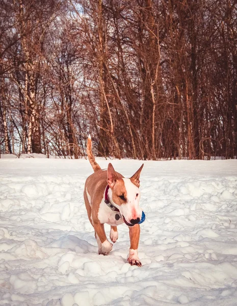 Бультерьерная собака в зимнем парке — стоковое фото