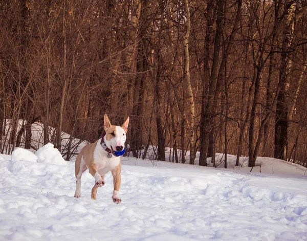 Bullterrier chien dans le parc d'hiver — Photo