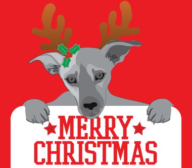 Merry christmas köpek