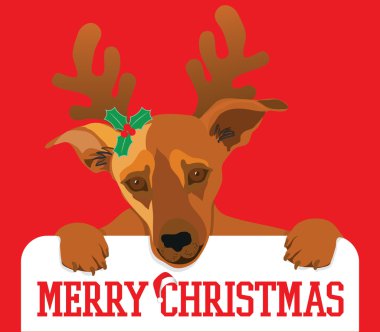 Merry christmas köpek