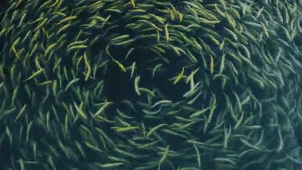 Poissons nageant en cercle dans la ferme jaune ambre . — Video