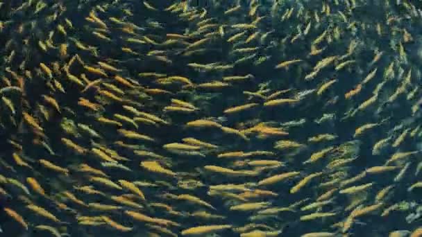 Swimming round fish amber yellow color in farm. — Stock Video