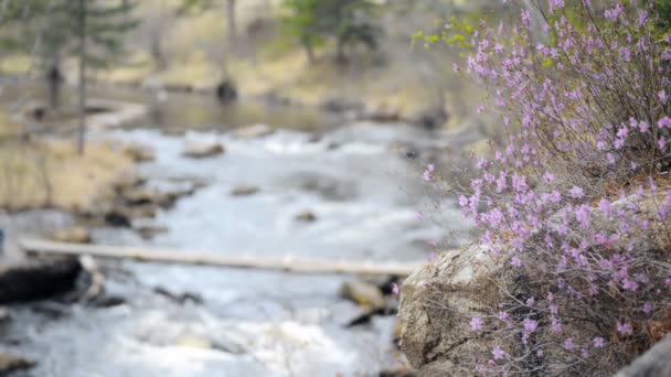 Fleurs sur une rivière de montagne et rouler sur le pont personne . — Video