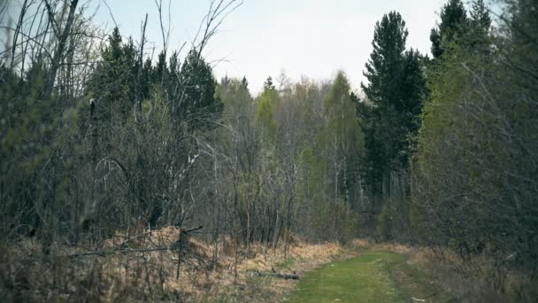 Země lesní silnice na jaře sibiřská Tajga — Stock video