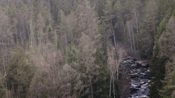 Bela vista do rio da montanha na primavera, Altai Mountains, Rússia — Vídeo de Stock