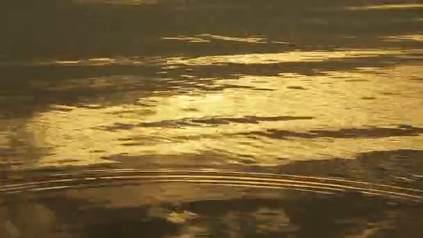 Gouden water licht — Stockvideo