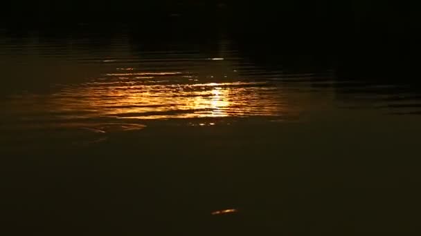 Lumière d'eau dorée — Video