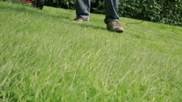 Grasmaaier snijden het gras — Stockvideo