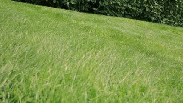 Grasmaaier snijden het gras — Stockvideo