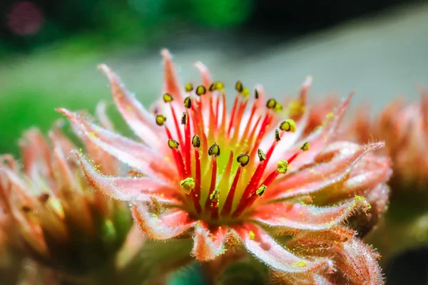 Sempervivum planta durante la floración — Foto de Stock